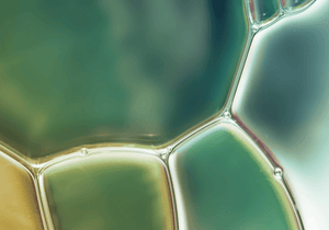 GREEN TEA LEAF